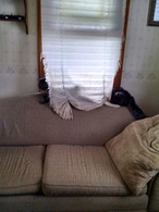 EvilWarLock's cat in the window