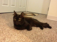 R0berts cat